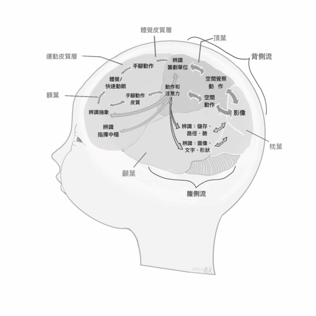 大腦視覺路徑：背側流與腹側流，額葉為控制中心